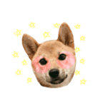 柴犬さだはるくん（個別スタンプ：8）