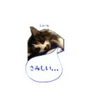 わたしの猫ダンテのスタンプ（個別スタンプ：1）