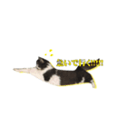わたしの猫ダンテのスタンプ（個別スタンプ：3）