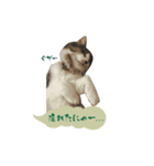 わたしの猫ダンテのスタンプ（個別スタンプ：4）
