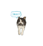 わたしの猫ダンテのスタンプ（個別スタンプ：5）