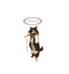 わたしの猫ダンテのスタンプ（個別スタンプ：6）