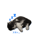 わたしの猫ダンテのスタンプ（個別スタンプ：7）