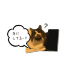 わたしの猫ダンテのスタンプ（個別スタンプ：8）
