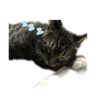 Cat-Q（個別スタンプ：1）