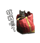 Cat-Q（個別スタンプ：2）