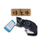 Cat-Q（個別スタンプ：3）