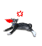 Cat-Q（個別スタンプ：4）