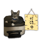 Cat-Q（個別スタンプ：5）
