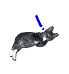 Cat-Q（個別スタンプ：6）