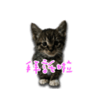 Cat-Q（個別スタンプ：7）