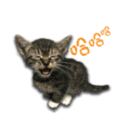 Cat-Q（個別スタンプ：8）