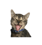 Cat-Q（個別スタンプ：9）
