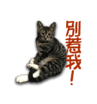 Cat-Q（個別スタンプ：10）