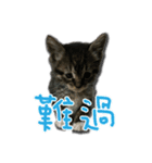Cat-Q（個別スタンプ：11）