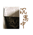 Cat-Q（個別スタンプ：12）