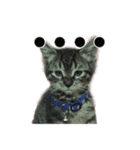 Cat-Q（個別スタンプ：13）