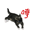 Cat-Q（個別スタンプ：15）