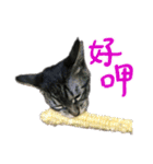 Cat-Q（個別スタンプ：16）