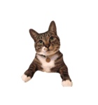 くつしたねこのりんたろう（個別スタンプ：1）