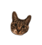 くつしたねこのりんたろう（個別スタンプ：2）