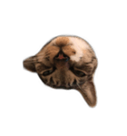 くつしたねこのりんたろう（個別スタンプ：4）