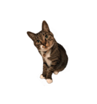 くつしたねこのりんたろう（個別スタンプ：5）