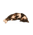 くつしたねこのりんたろう（個別スタンプ：7）