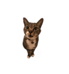 くつしたねこのりんたろう（個別スタンプ：8）