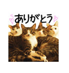 今日もまったり♡癒し系ねこの4兄弟（個別スタンプ：4）