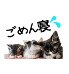 今日もまったり♡癒し系ねこの4兄弟（個別スタンプ：6）