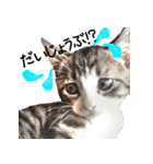 今日もまったり♡癒し系ねこの4兄弟（個別スタンプ：7）