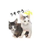 今日もまったり♡癒し系ねこの4兄弟（個別スタンプ：24）