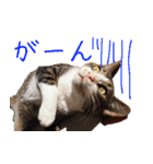 今日もまったり♡癒し系ねこの4兄弟（個別スタンプ：25）