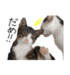 今日もまったり♡癒し系ねこの4兄弟（個別スタンプ：27）