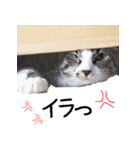 今日もまったり♡癒し系ねこの4兄弟（個別スタンプ：30）