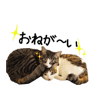 今日もまったり♡癒し系ねこの4兄弟（個別スタンプ：40）