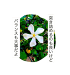 おしべとめしべ（個別スタンプ：10）