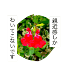 おしべとめしべ（個別スタンプ：23）