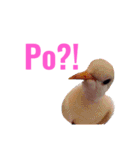 Ko-1のスタンプだよ！（個別スタンプ：17）