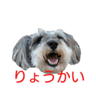 ヨーキーとシュナの三姉妹犬（個別スタンプ：1）