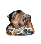 ヨーキーとシュナの三姉妹犬（個別スタンプ：2）