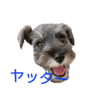 ヨーキーとシュナの三姉妹犬（個別スタンプ：3）