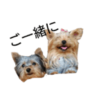 ヨーキーとシュナの三姉妹犬（個別スタンプ：5）
