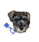 ヨーキーとシュナの三姉妹犬（個別スタンプ：6）
