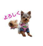ヨーキーとシュナの三姉妹犬（個別スタンプ：7）