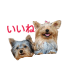 ヨーキーとシュナの三姉妹犬（個別スタンプ：8）