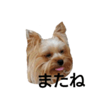 ヨーキーとシュナの三姉妹犬（個別スタンプ：9）