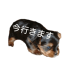ヨーキーとシュナの三姉妹犬（個別スタンプ：10）