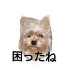 ヨーキーとシュナの三姉妹犬（個別スタンプ：11）